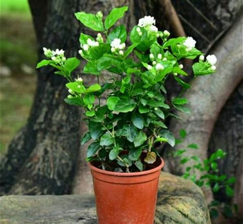 茉莉花盆栽照顧|茉莉花照顧